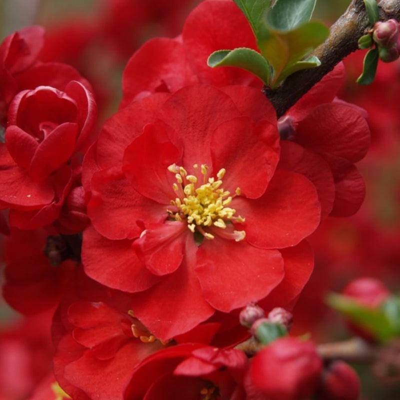 Chaenomeles Speciosa ‘Columbia’ (Flowering Quince)