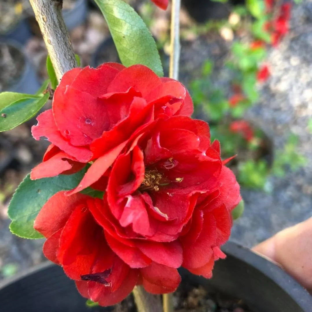 Chaenomeles Speciosa ‘Columbia’ (Flowering Quince)