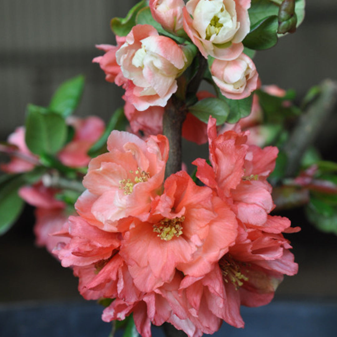 Chaenomeles Speciosa ‘Double Apricot’ (Flowering Quince)