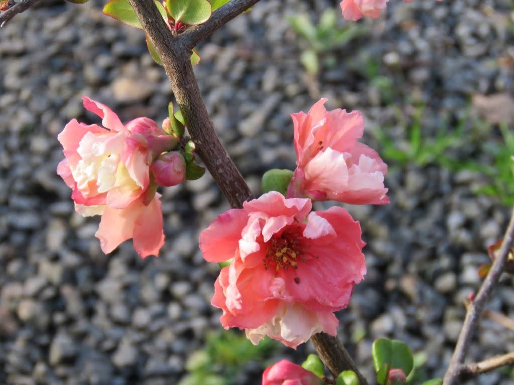 Chaenomeles Speciosa ‘Double Apricot’ (Flowering Quince)