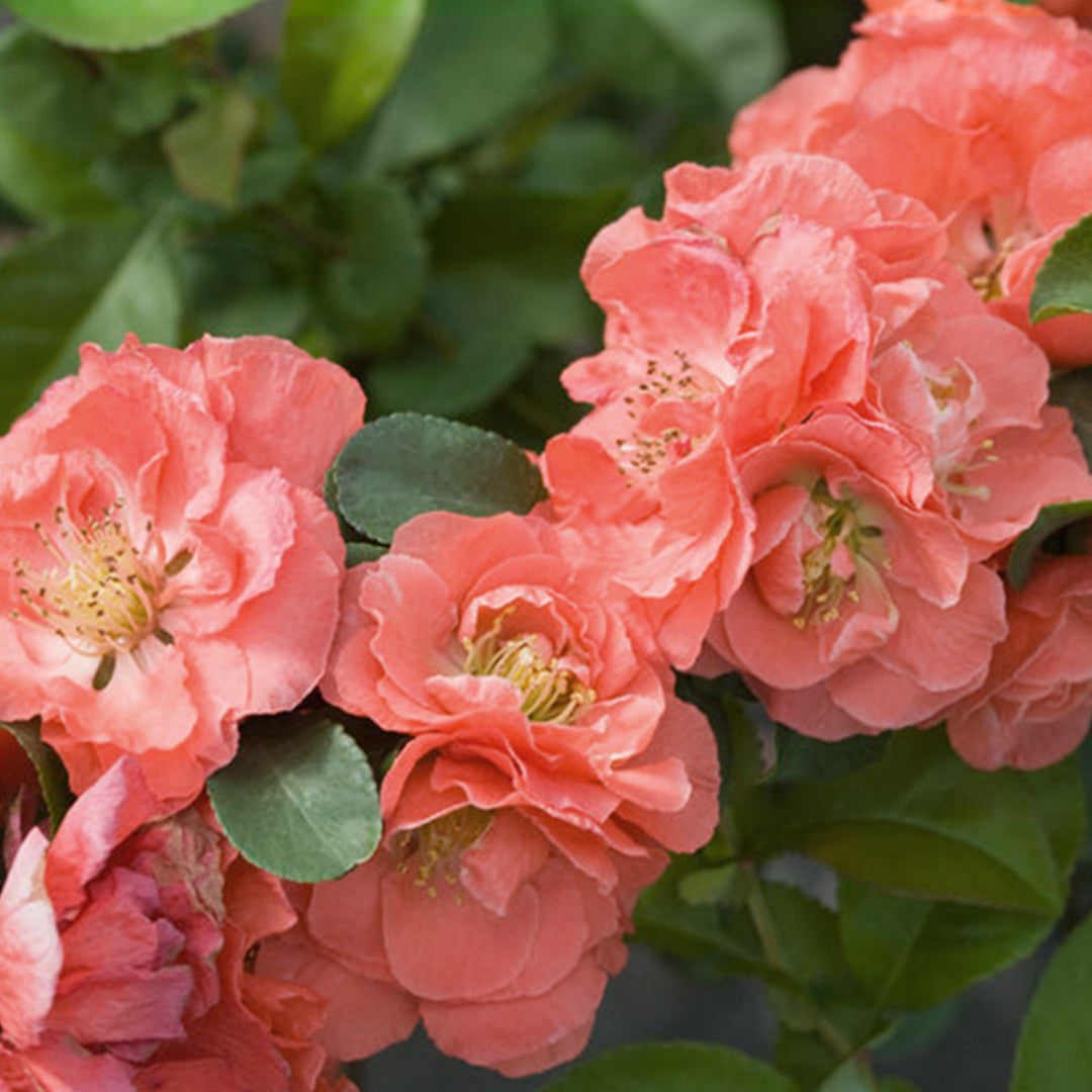 Chaenomeles Speciosa ‘Double Apricot’ (Flowering Quince)