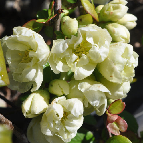 Chaenomeles Speciosa ‘Double Cream’ (Flowering Quince)