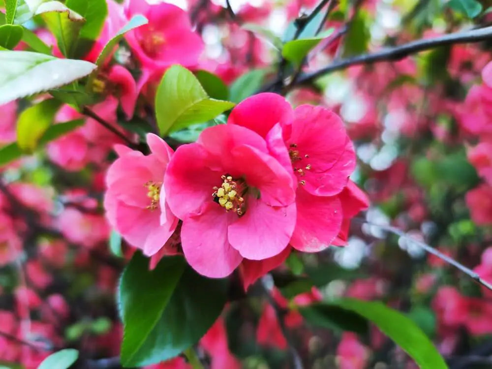 Chaenomeles Speciosa ‘Elma Mansfield’ (Flowering Quince)