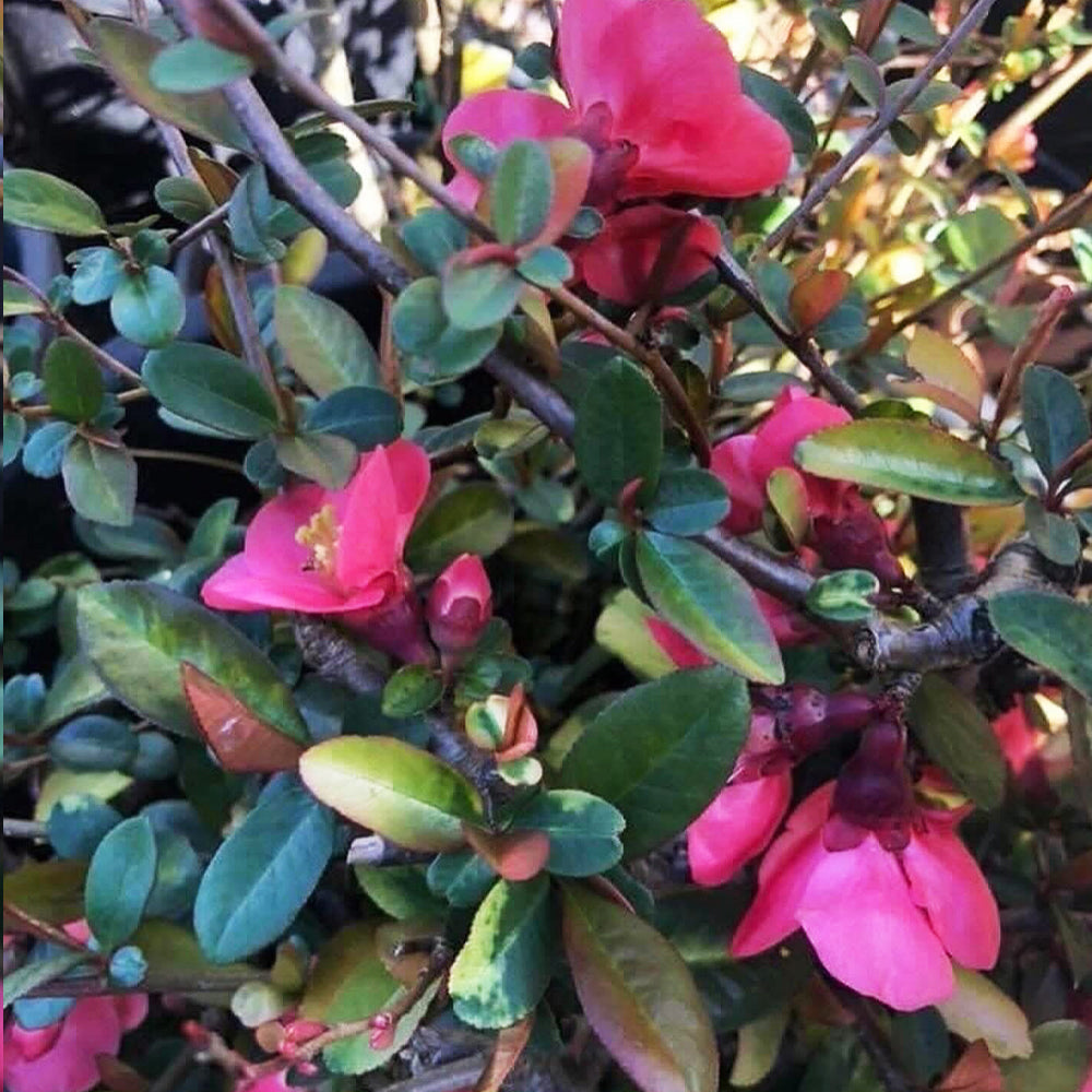 Chaenomeles Speciosa ‘Elma Mansfield’ (Flowering Quince)