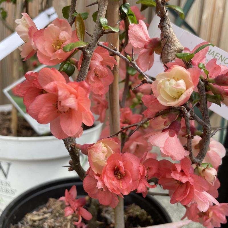 Chaenomeles Speciosa ‘Falconnet Charlet’ (Flowering Quince)