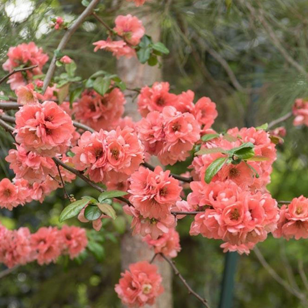 Chaenomeles Speciosa ‘Falconnet Charlet’ (Flowering Quince)