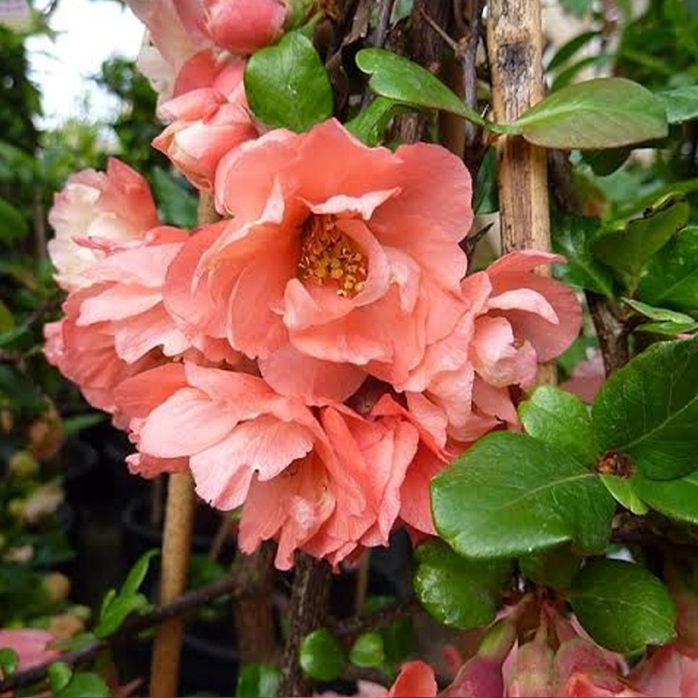 Chaenomeles Speciosa ‘Falconnet Charlet’ (Flowering Quince)