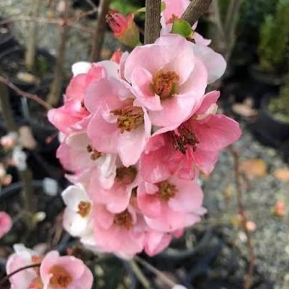 Chaenomeles Speciosa ‘Rosea Grandiflora’ (Flowering Quince)