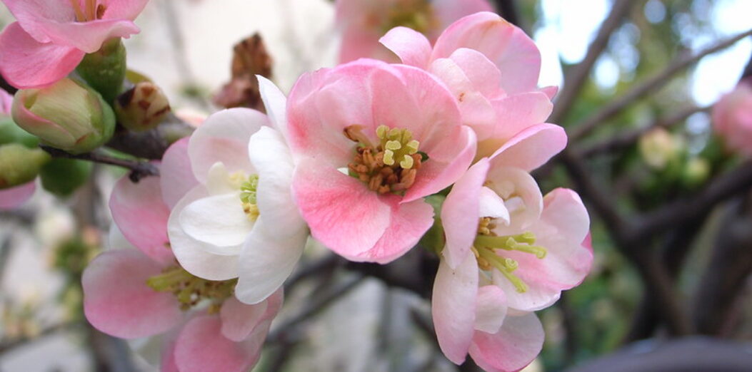 Chaenomeles Speciosa ‘Rosea Grandiflora’ (Flowering Quince)