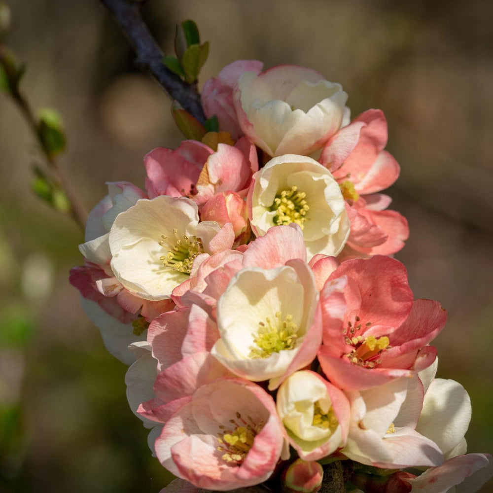 Chaenomeles Speciosa ‘Rosea Grandiflora’ (Flowering Quince)