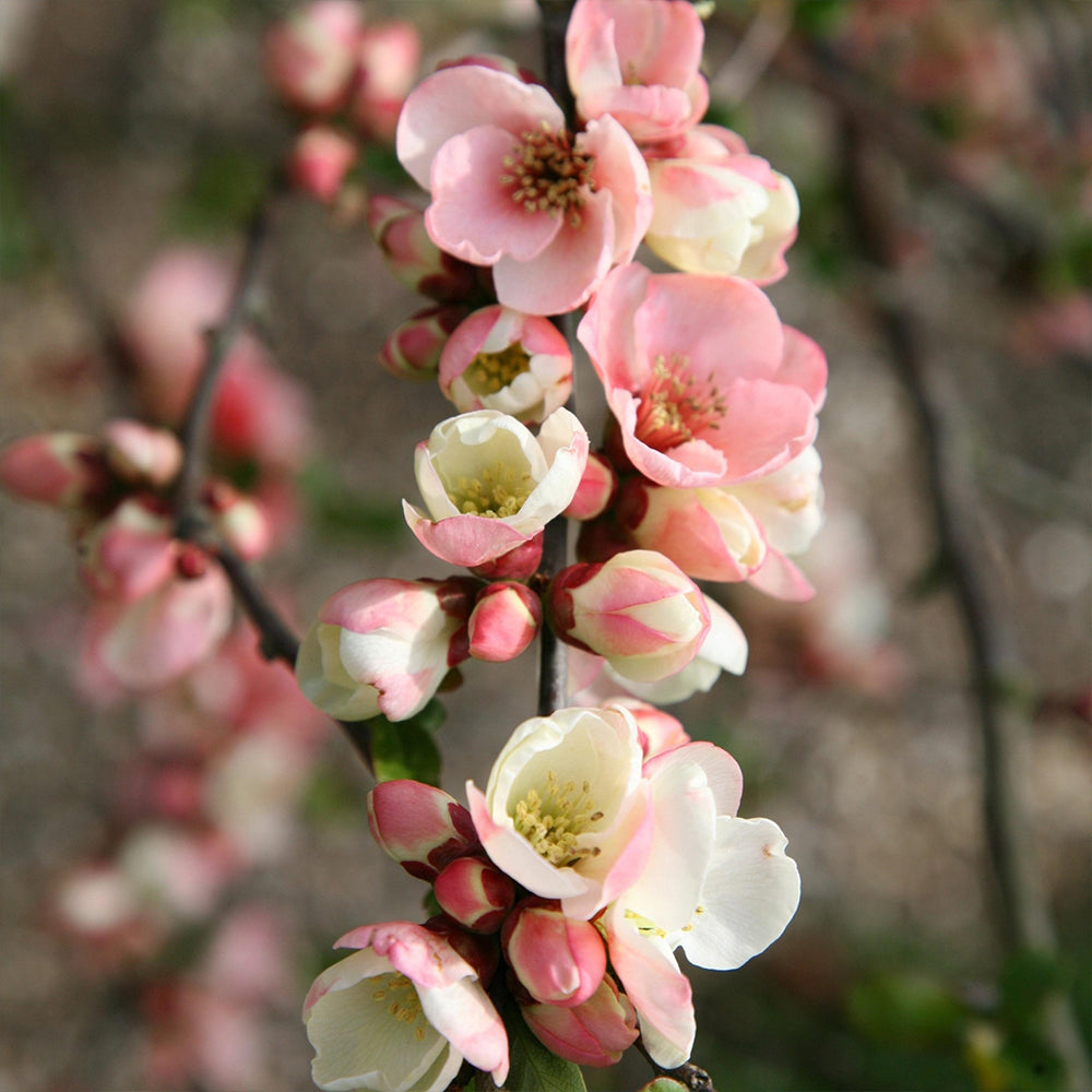 Chaenomeles Speciosa ‘Rosea Grandiflora’ (Flowering Quince)