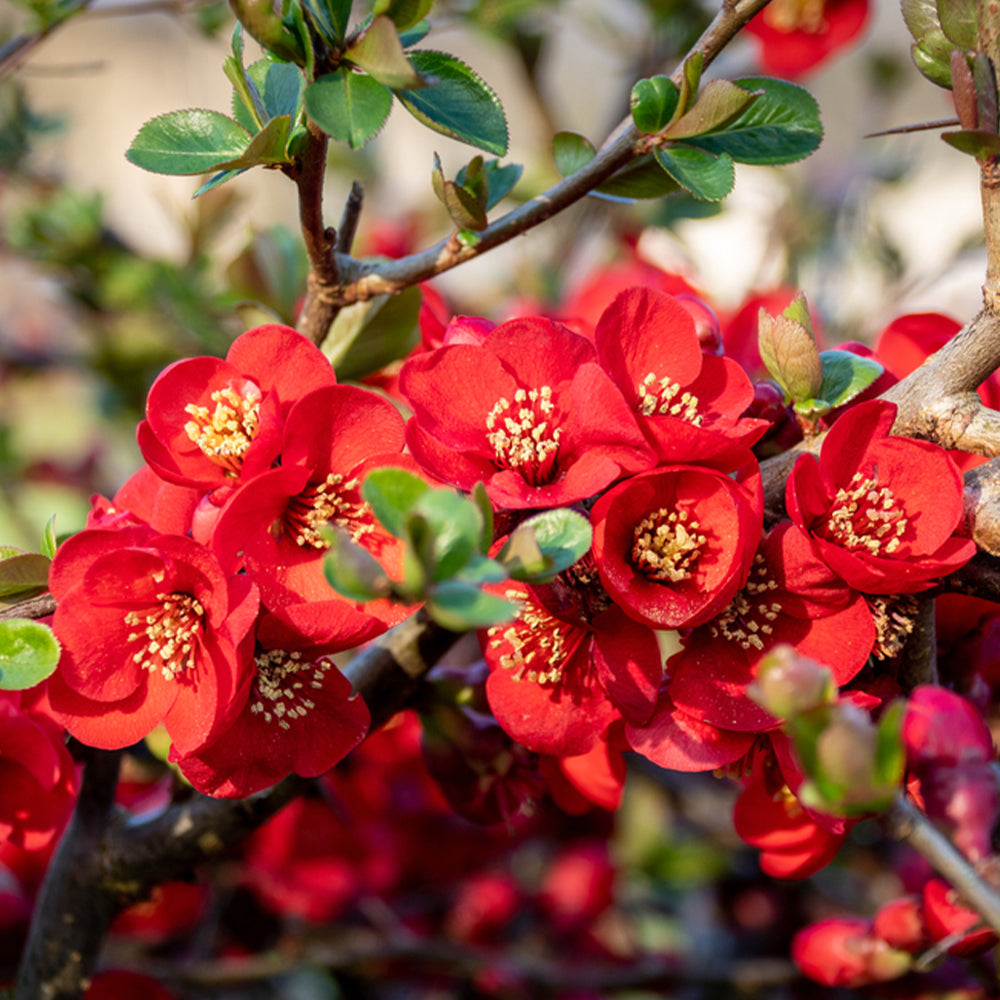 Chaenomeles Speciosa ‘Winter Cheer’ (Flowering Quince)