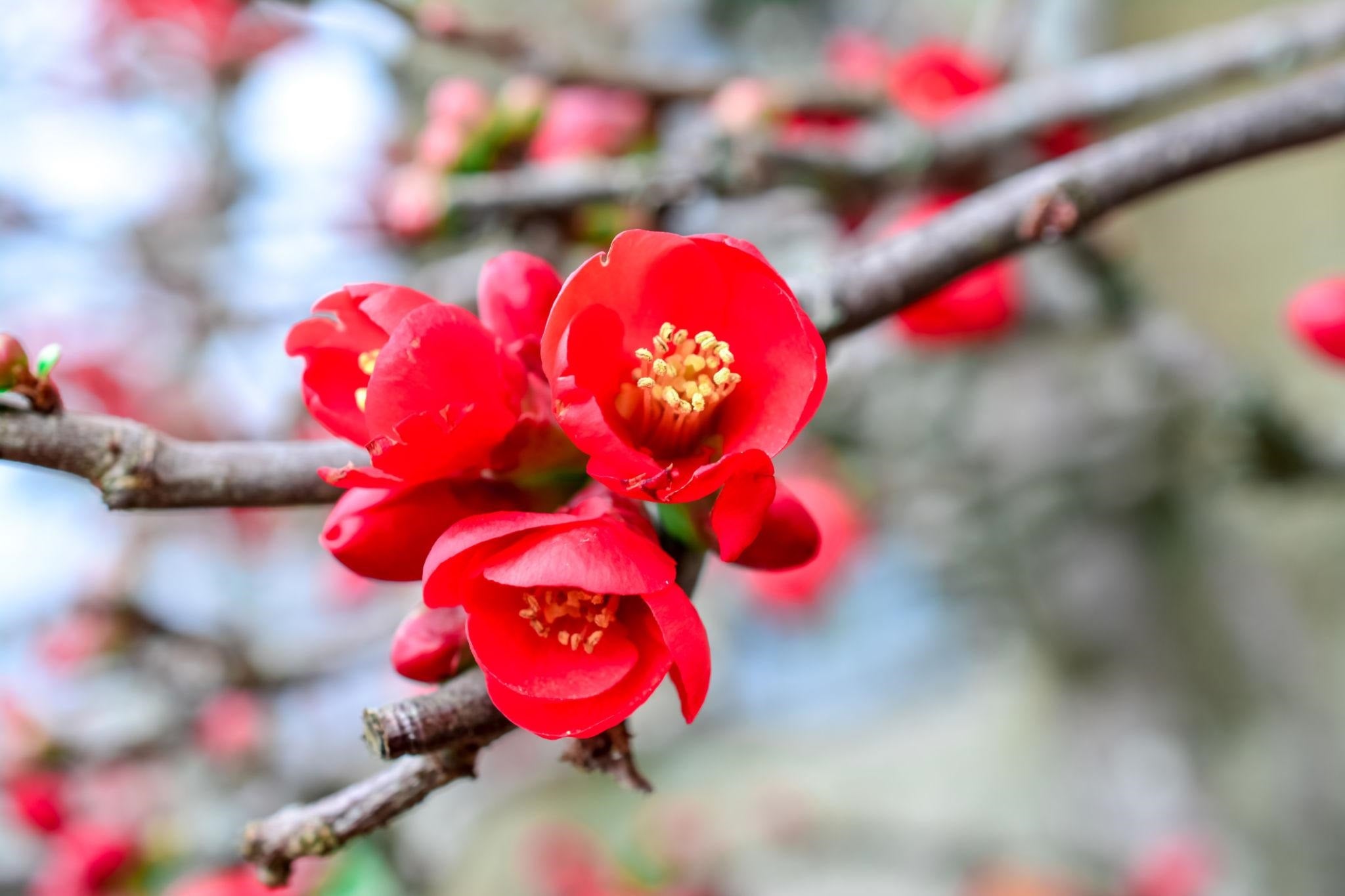 Chaenomeles Speciosa ‘Winter Cheer’ (Flowering Quince)