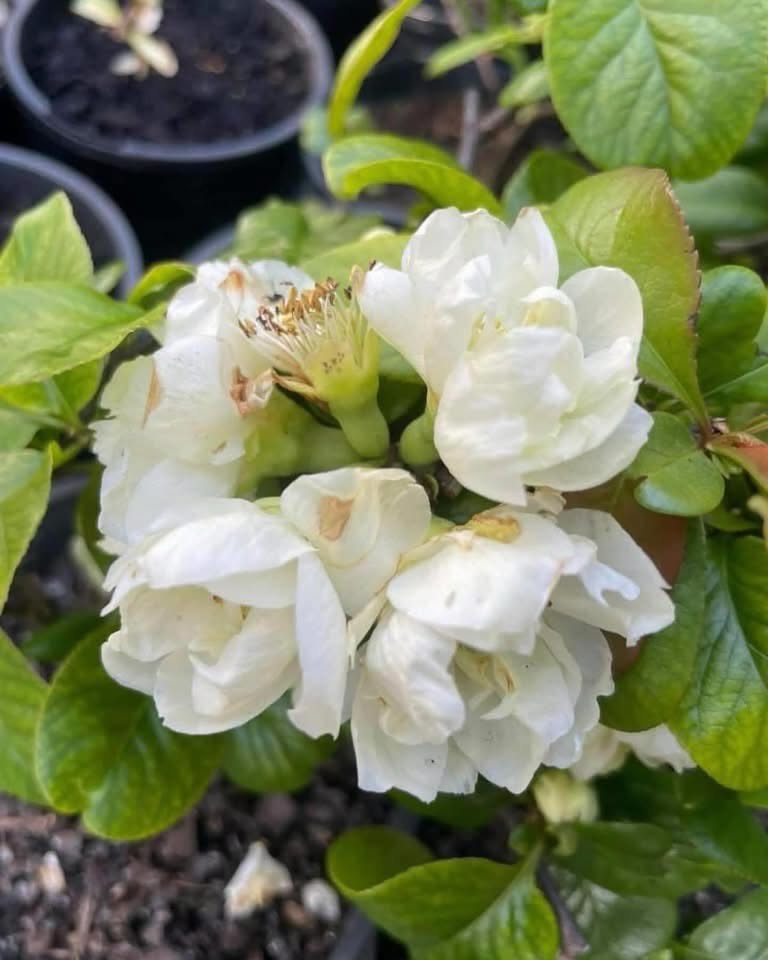 Chaenomeles Speciosa ‘Double Cream’ (Flowering Quince)