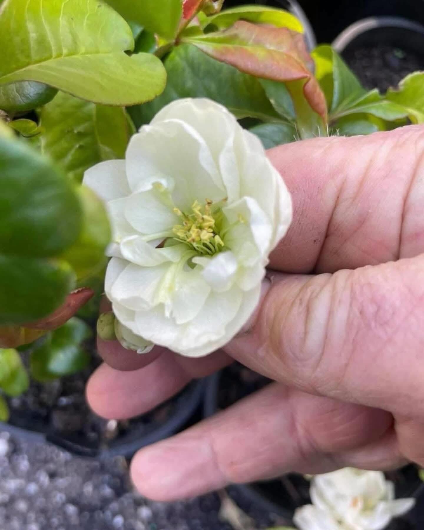 Chaenomeles Speciosa ‘Double Cream’ (Flowering Quince)