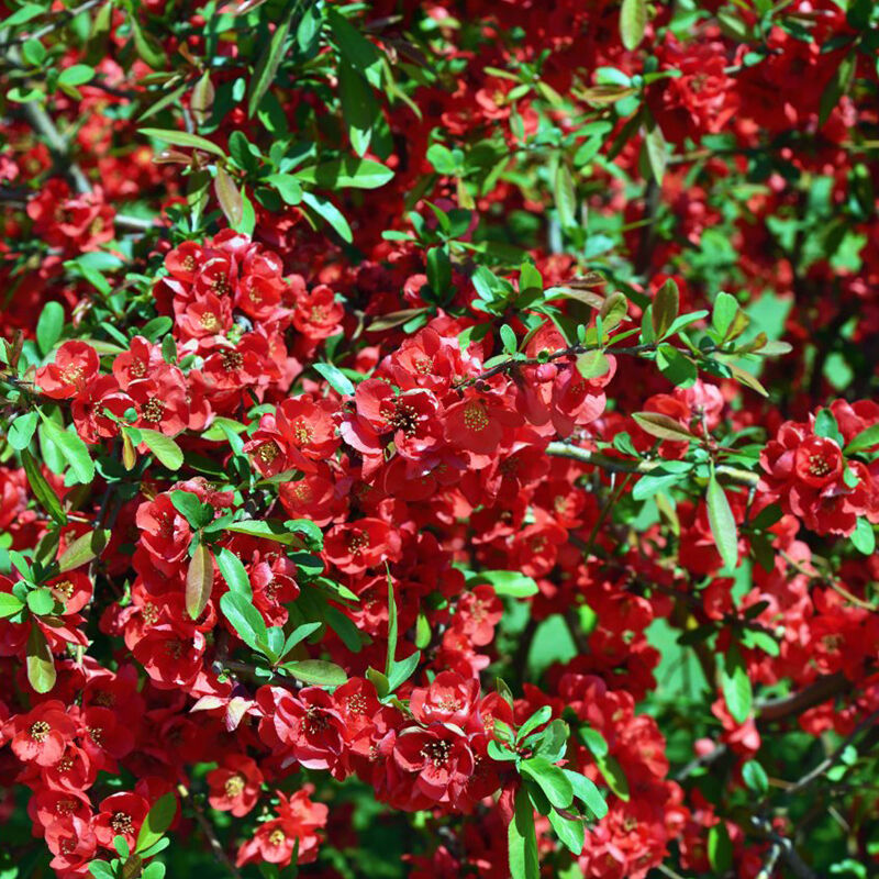 Chaenomeles Speciosa ‘Double Red’ (Flowering Quince)