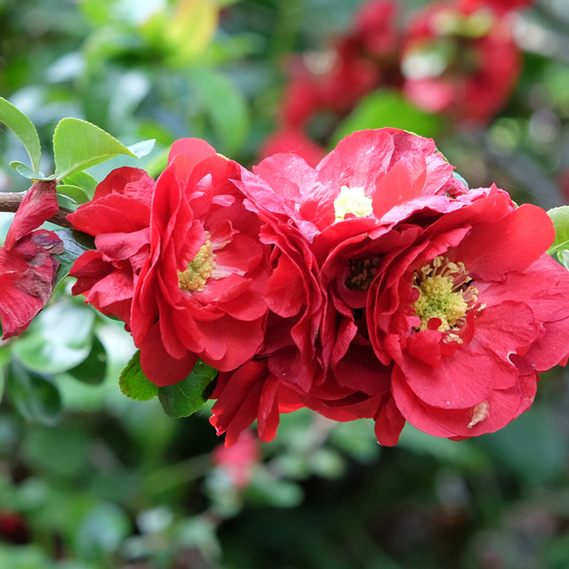 Chaenomeles Speciosa ‘Double Red’ (Flowering Quince)