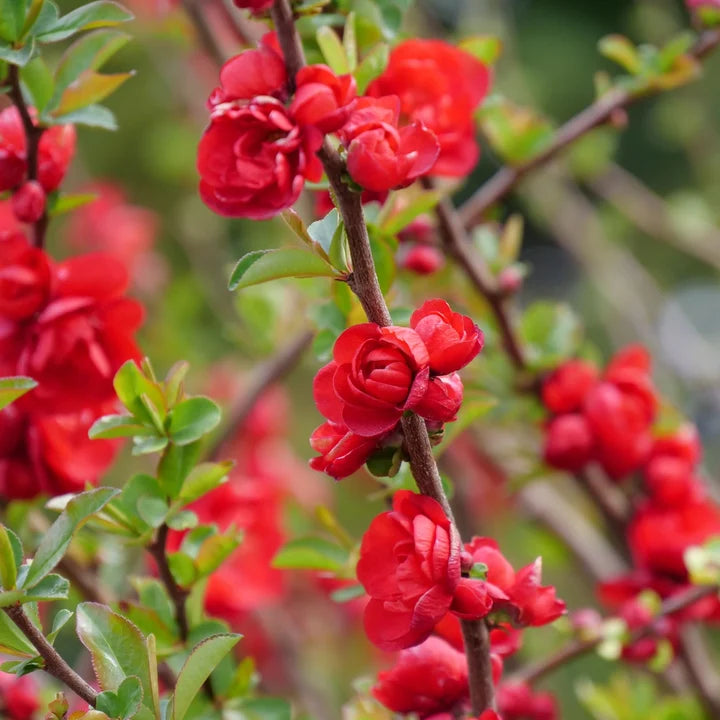 Chaenomeles Speciosa ‘Double Red’ (Flowering Quince)