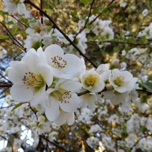 Chaenomeles Speciosa ‘Nivalis’ (White Flowering Quince)