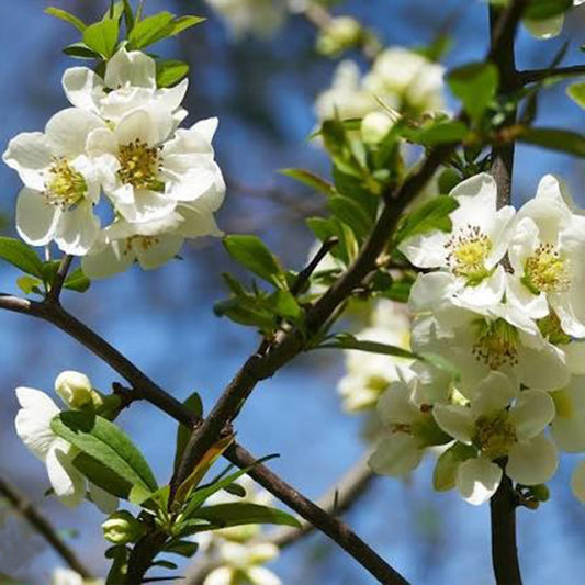 Chaenomeles Speciosa ‘Nivalis’ (White Flowering Quince)
