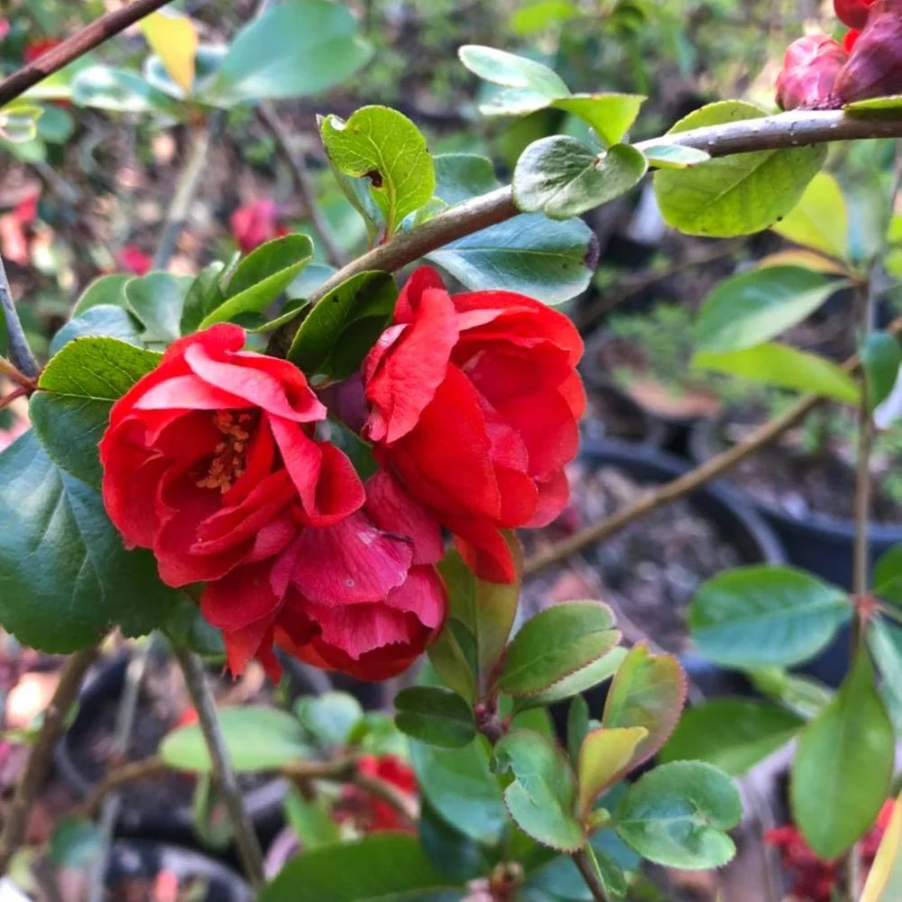 Chaenomeles Speciosa ‘Columbia’ (Flowering Quince)