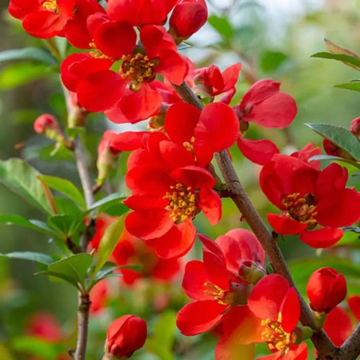 Chaenomeles Speciosa ‘Vermillion’ (Flowering Quince)