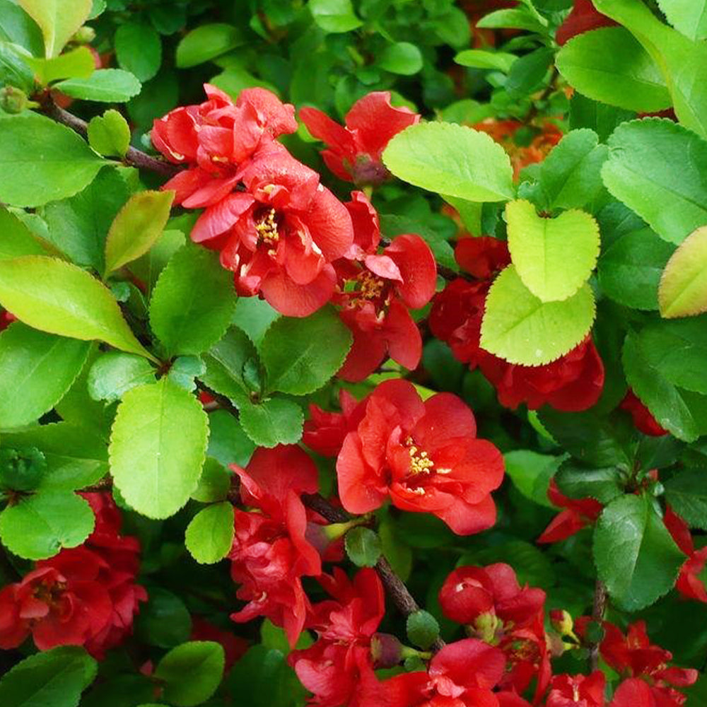 Chaenomeles Speciosa ‘Vermillion’ (Flowering Quince)