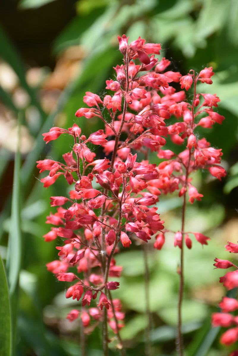 Heuchera Sanguinea 'Firefly' (Firefly Coral Bells)