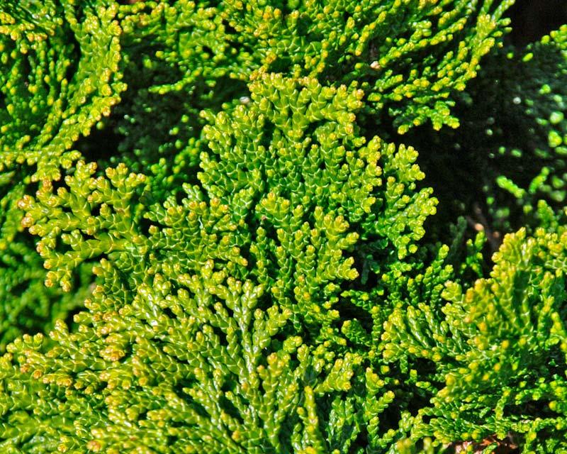 Chamaecyparis Obtusa 'Nana' (Dwarf Hinoki Cypress)