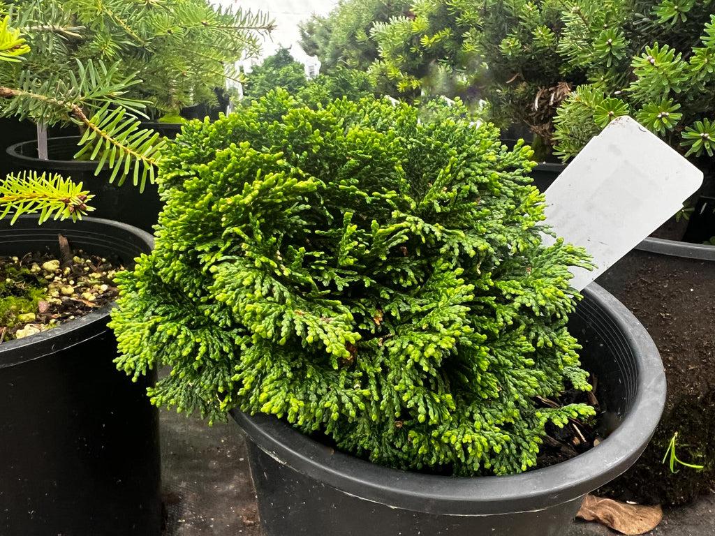 Chamaecyparis Obtusa 'Nana' (Dwarf Hinoki Cypress)