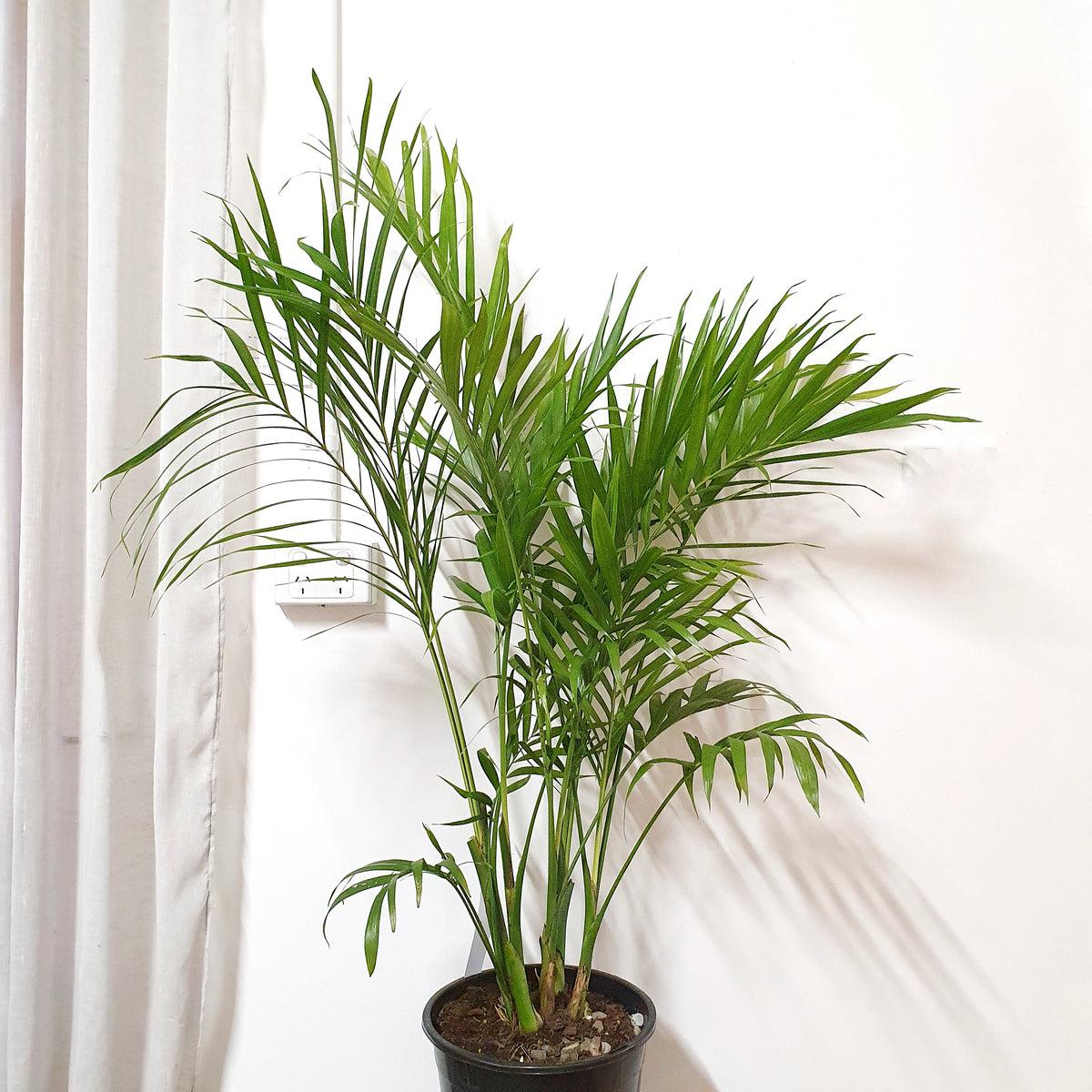 Chamaedorea Atrovirens (Dark Green Bamboo Palm)