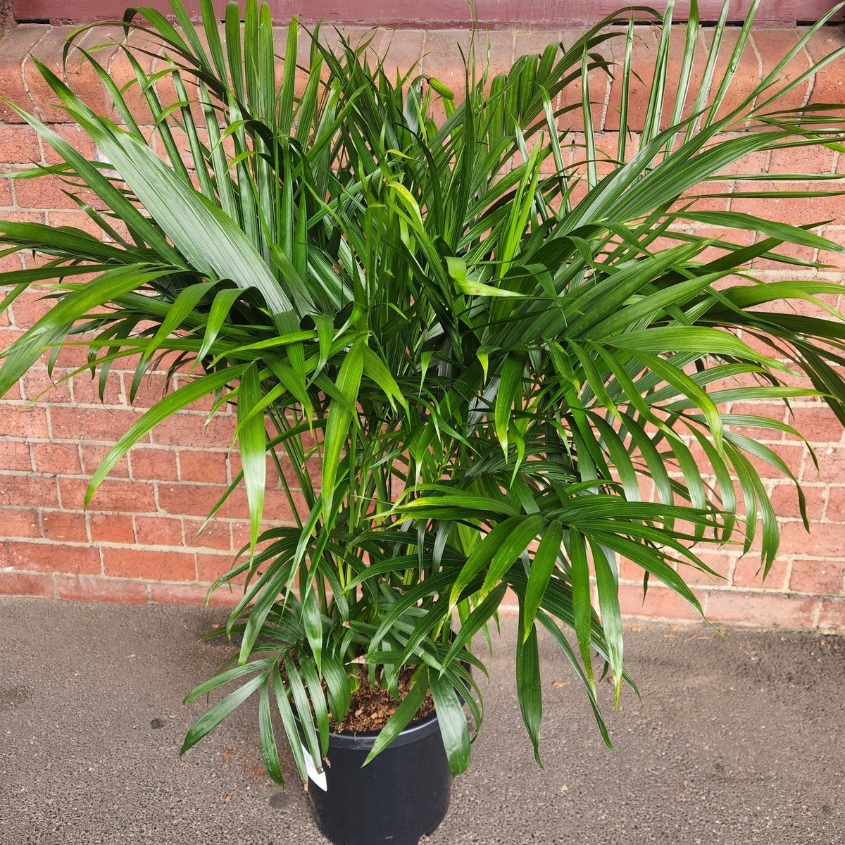 Chamaedorea Atrovirens (Dark Green Bamboo Palm)