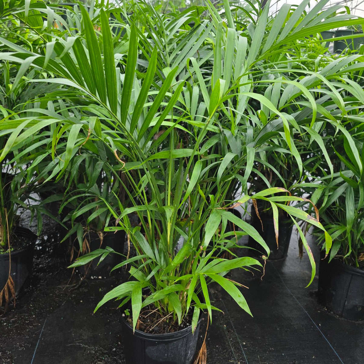 Chamaedorea Cataractarum (Cascade Palm)