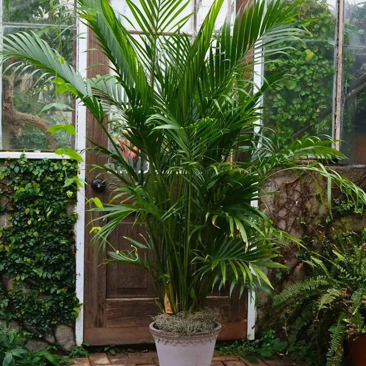 Chamaedorea Cataractarum (Cascade Palm)