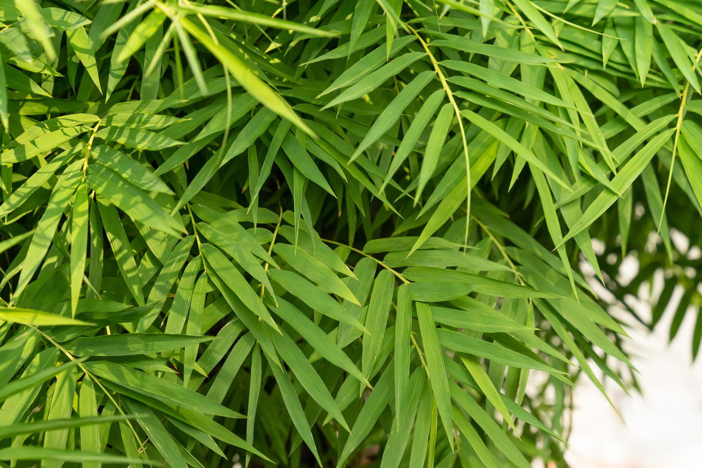 Chamaedorea Seifrizii (Bamboo Palm)