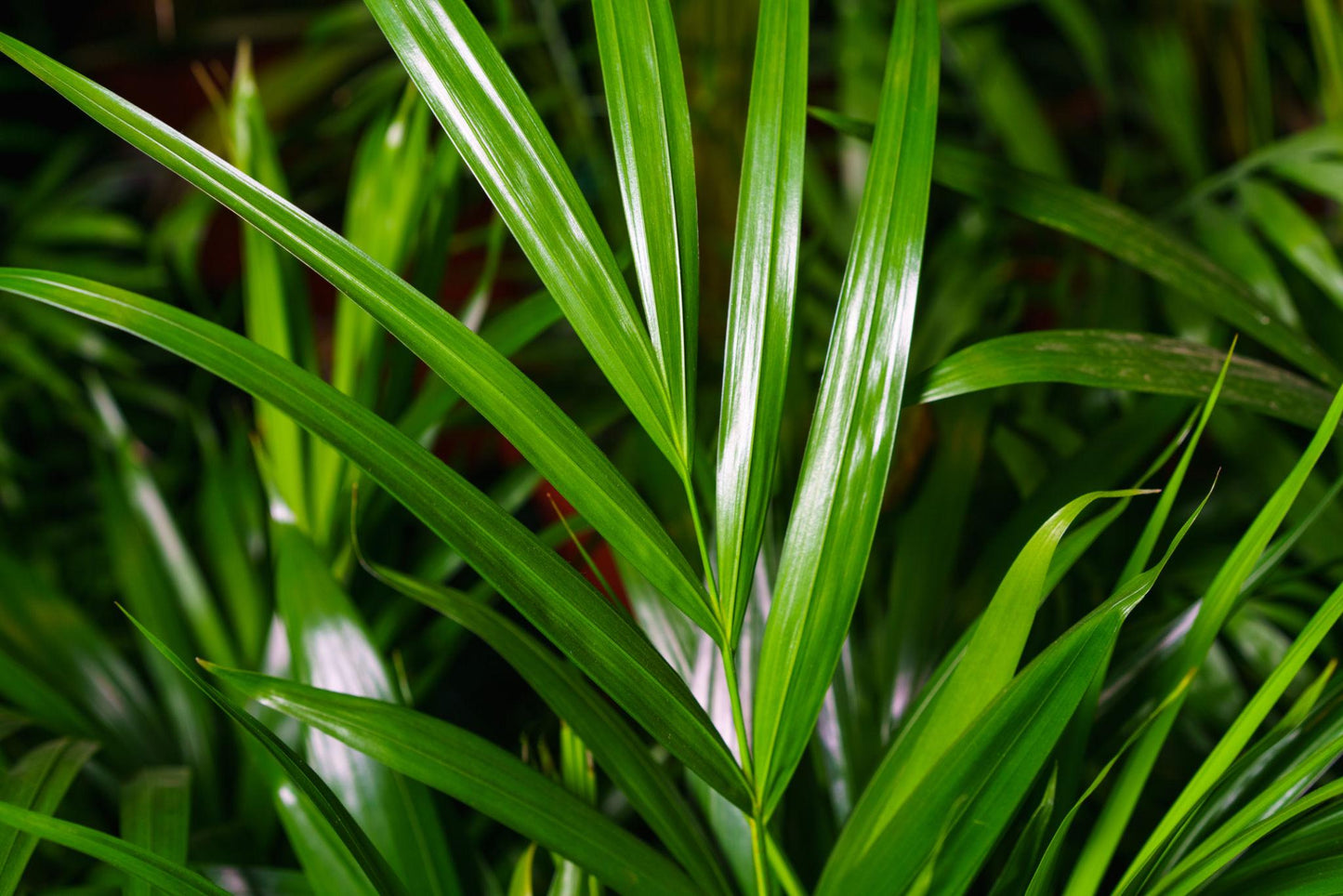 Chamaedorea Seifrizii (Bamboo Palm)