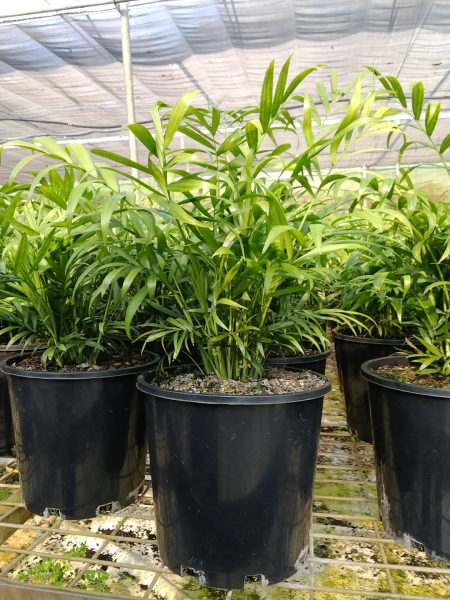 Chamaedorea Elegans (Parlour Palm)