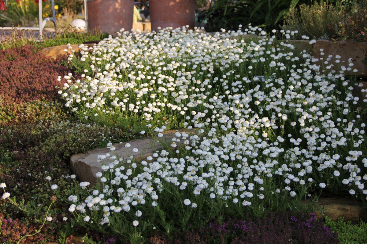 Chamaemelum Nobile ‘MAC01’ (Calm-O-Mile™ Chamomile)