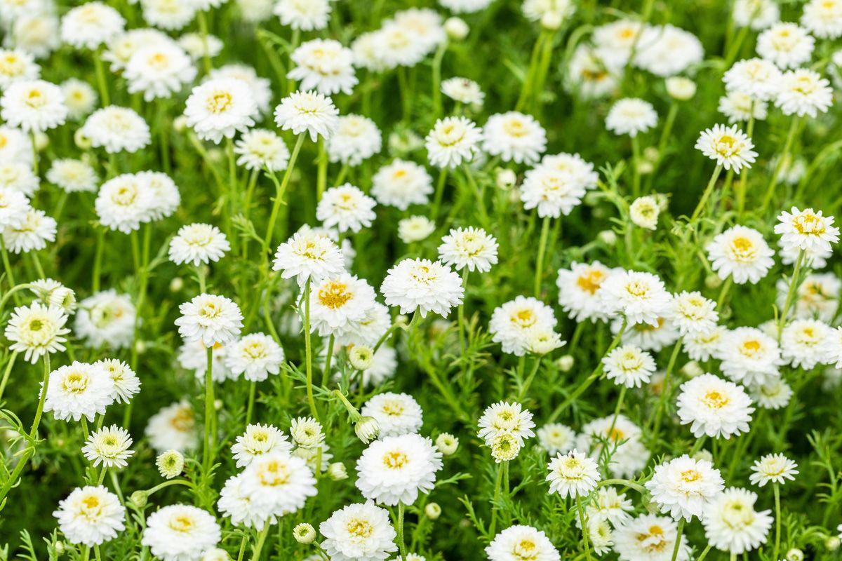 Chamaemelum Nobile ‘MAC01’ (Calm-O-Mile™ Chamomile)
