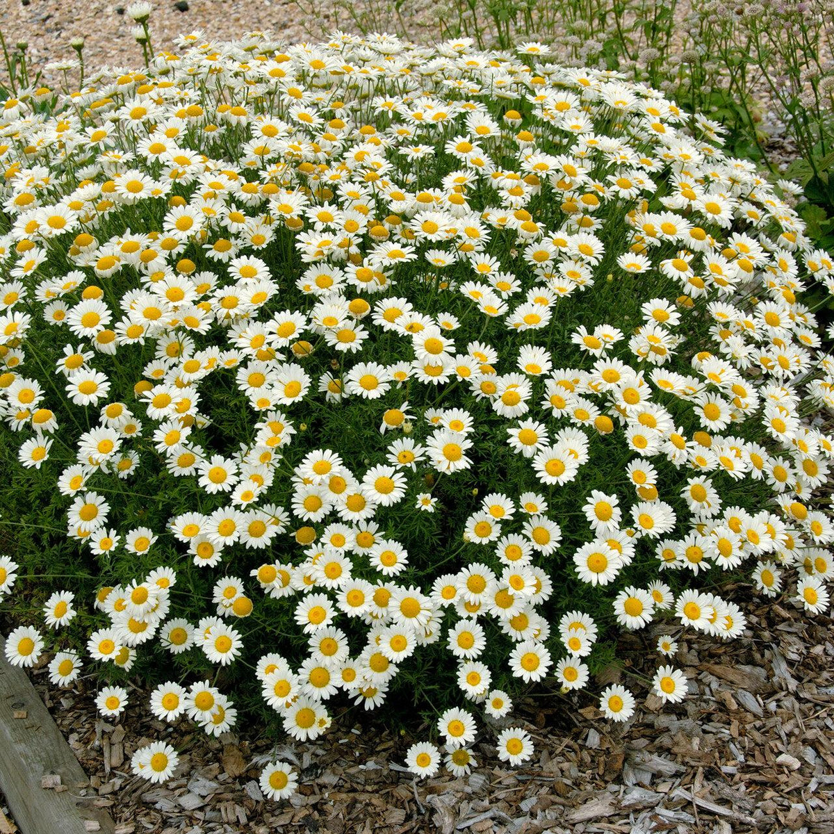 Chamaemelum Nobile ‘MAC01’ (Calm-O-Mile™ Chamomile)
