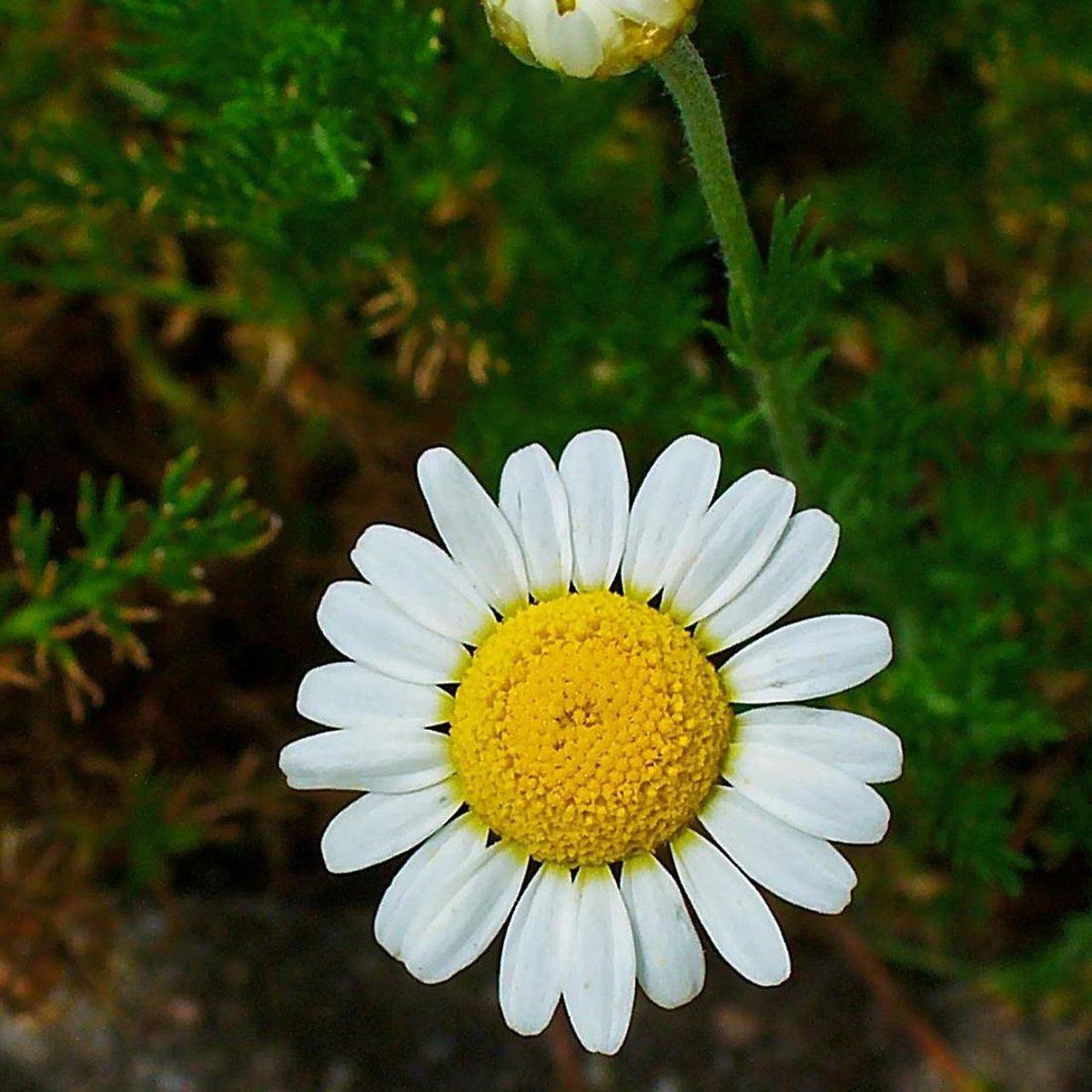 Chamaemelum Nobile ‘MAC01’ (Calm-O-Mile™ Chamomile)