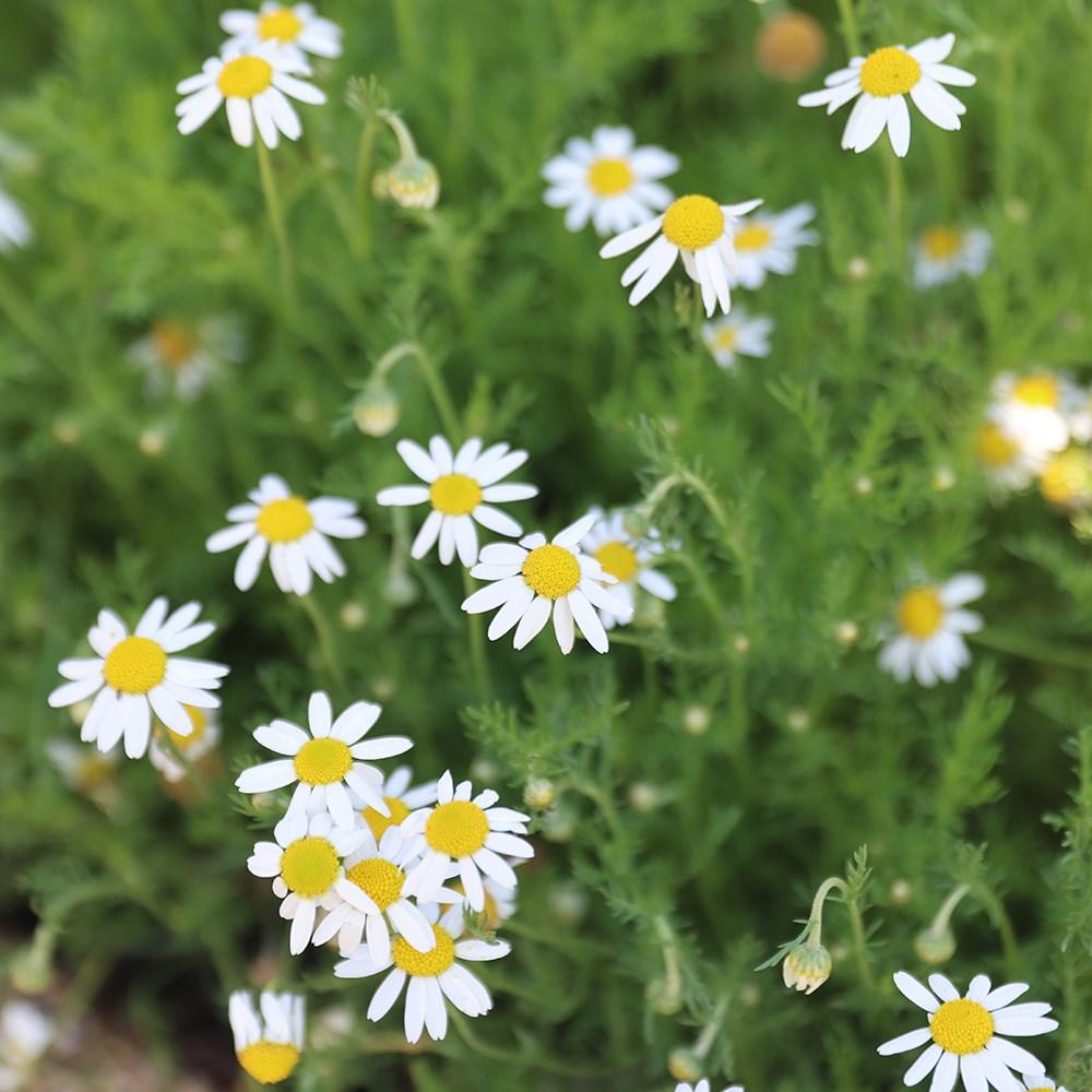 Chamaemelum Nobile ‘MAC01’ (Calm-O-Mile™ Chamomile)