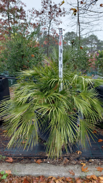 Chamaerops Humilis (European Fan Palm)