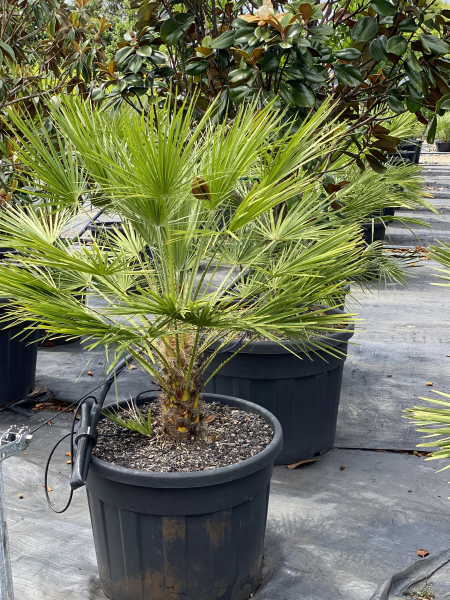 Chamaerops Humilis (European Fan Palm)