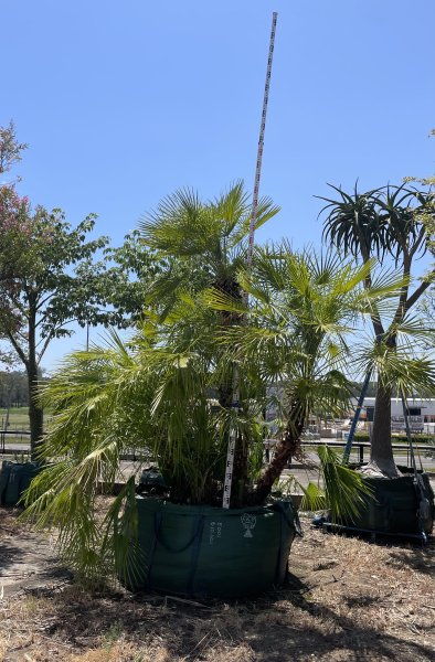 Chamaerops Humilis (European Fan Palm)