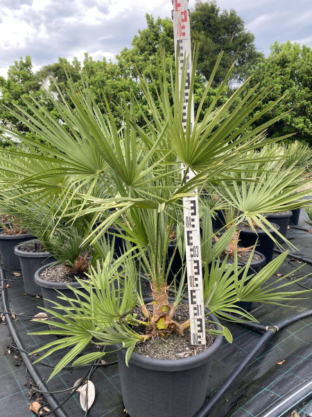 Chamaerops Humilis (European Fan Palm)