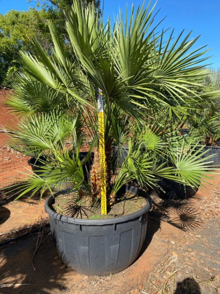 Chamaerops Humilis (European Fan Palm)