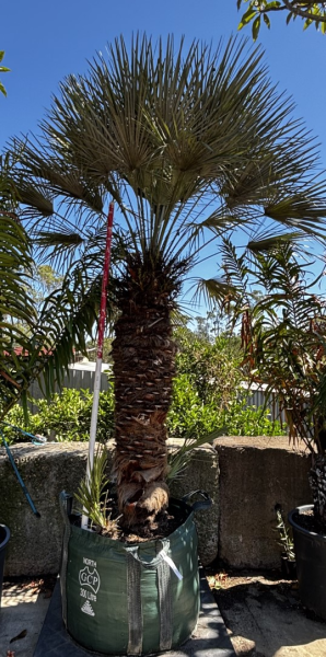 Chamaerops Humilis Var. Cerifera (Blue Mediterranean Fan Palm)