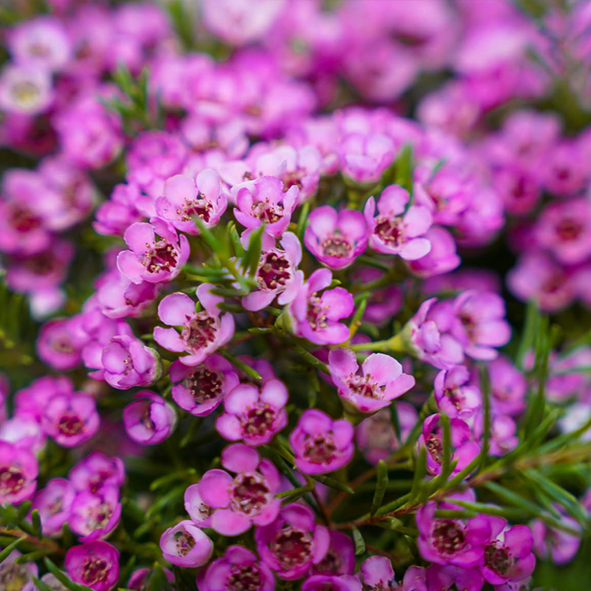 Chamelaucium Uncinatum ‘Local Hero’ (Geraldton Wax)