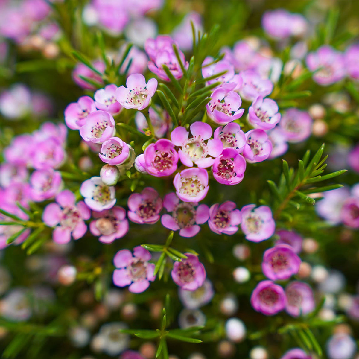 Chamelaucium Uncinatum ‘Local Hero’ (Geraldton Wax)